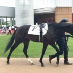 初心者でも大丈夫な馬選び2/3 パドックで「推し馬」を見つけよう