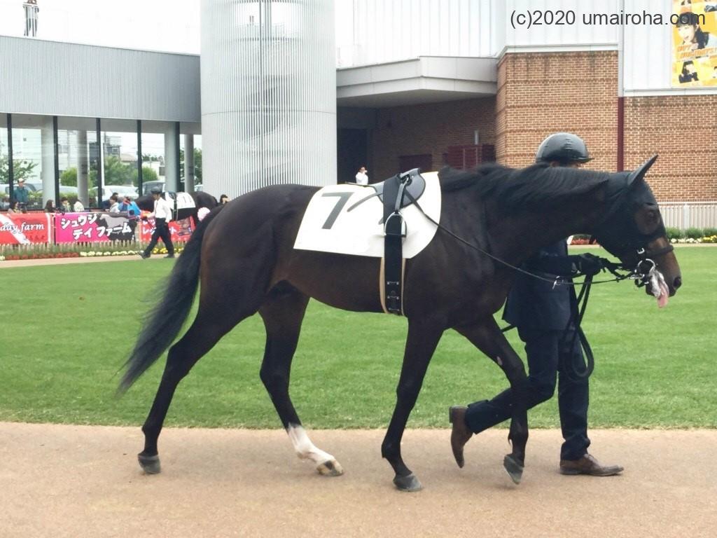 初心者でも大丈夫な馬選び2/3 パドックで「推し馬」を見つけよう